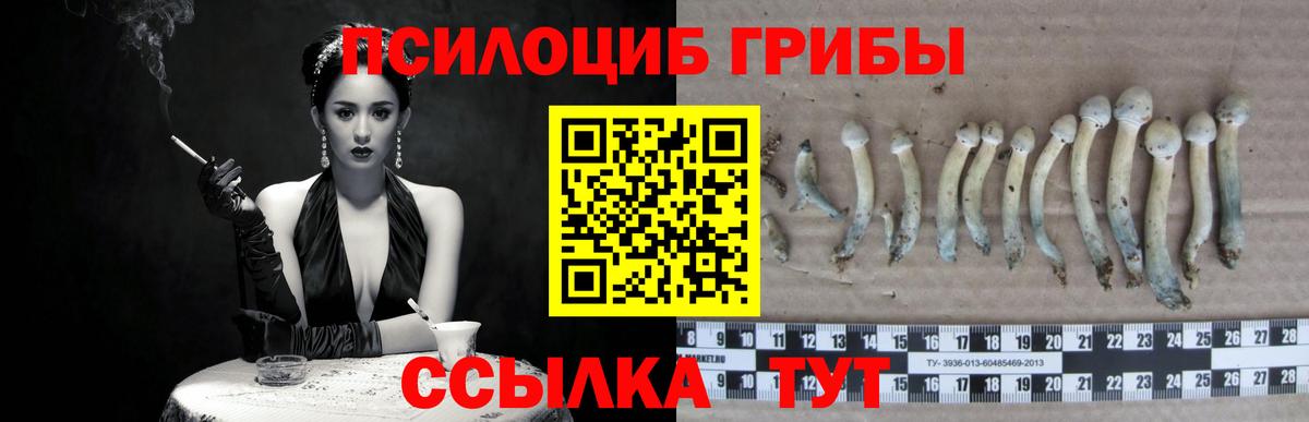 Галлюциногенные грибы Psilocybine cubensis Ульяновск